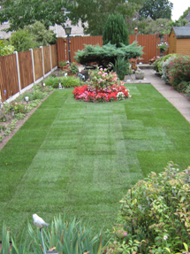 New lawn after replacement
